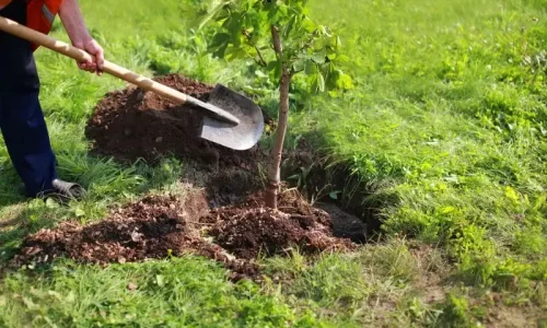 Tree Planting & Removal – Safe & Efficient Tree Care