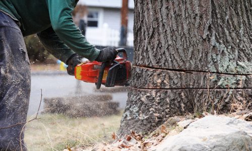 working man cutting tree trunk with chainsaw in residential area